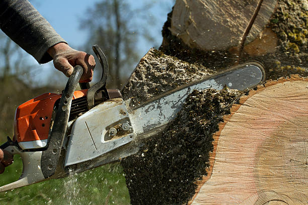 How Our Tree Care Process Works  in  Telluride, CO